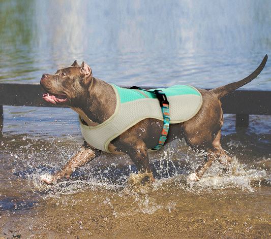 Summer Dog Cooling Vest