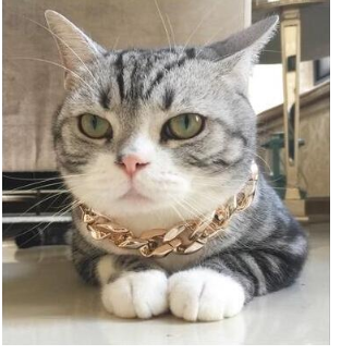 Pet Gold-Plated Collar