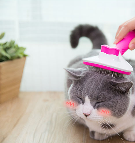 Cat Comb Long Hair