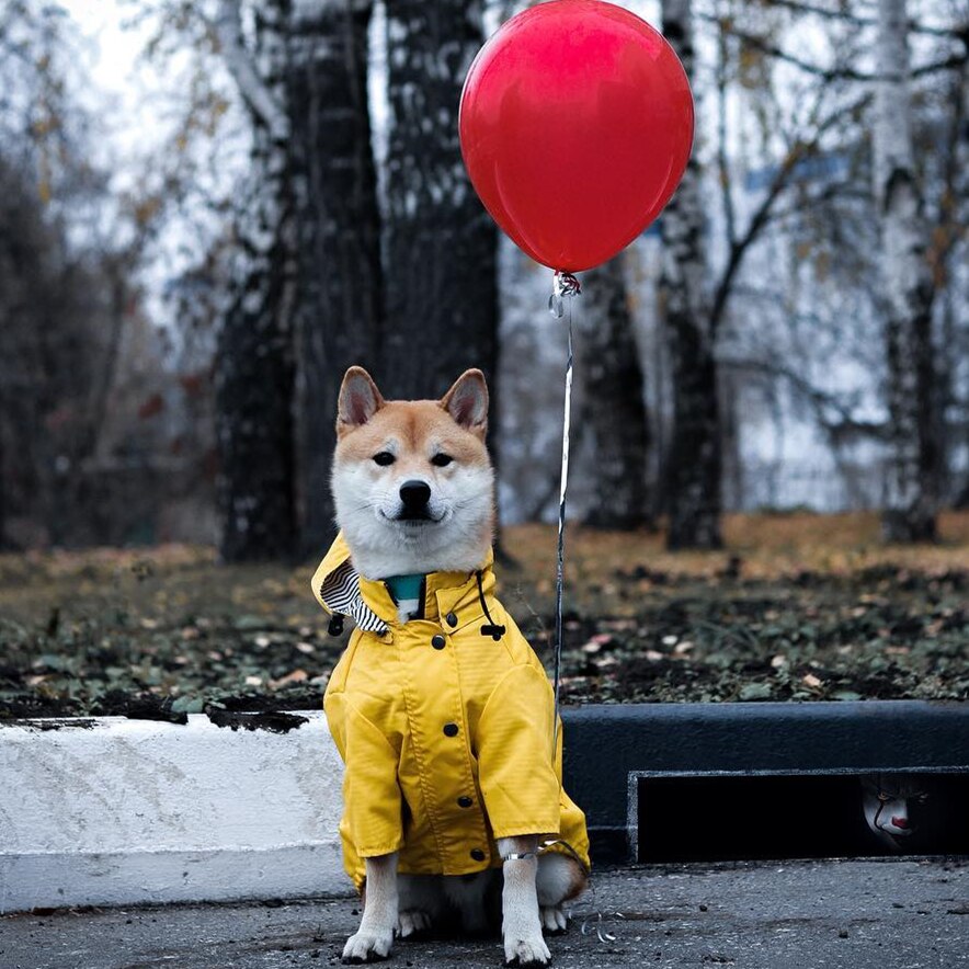 Dog Classic Raincoat