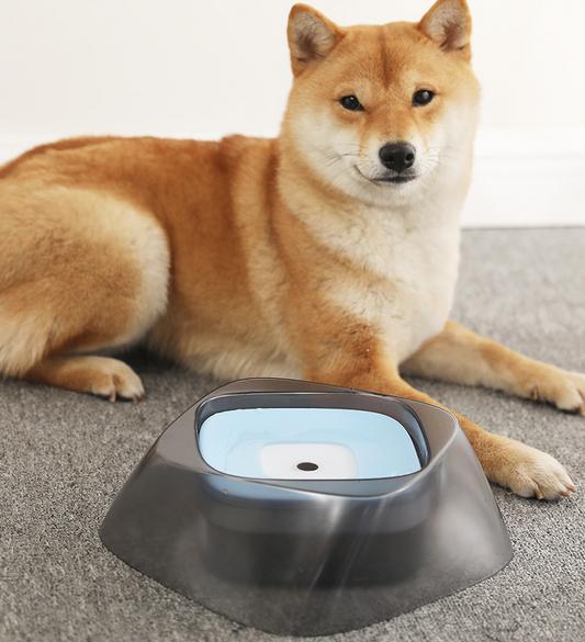 Dog Floating Bowl