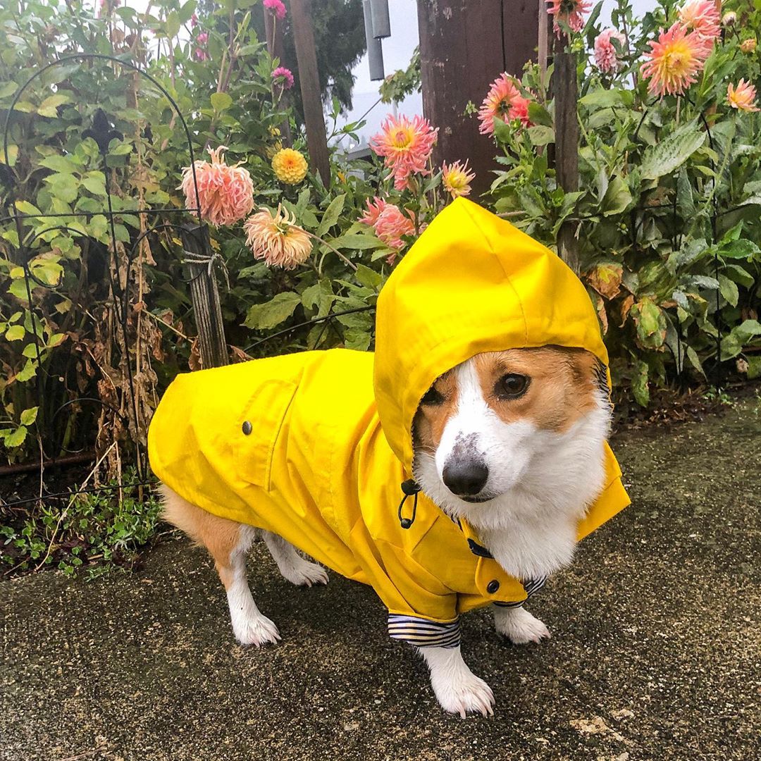 Dog Classic Raincoat