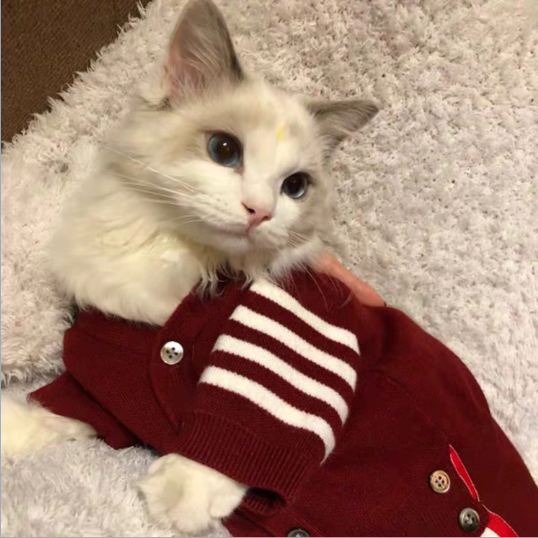 Pet Knitted Sweater