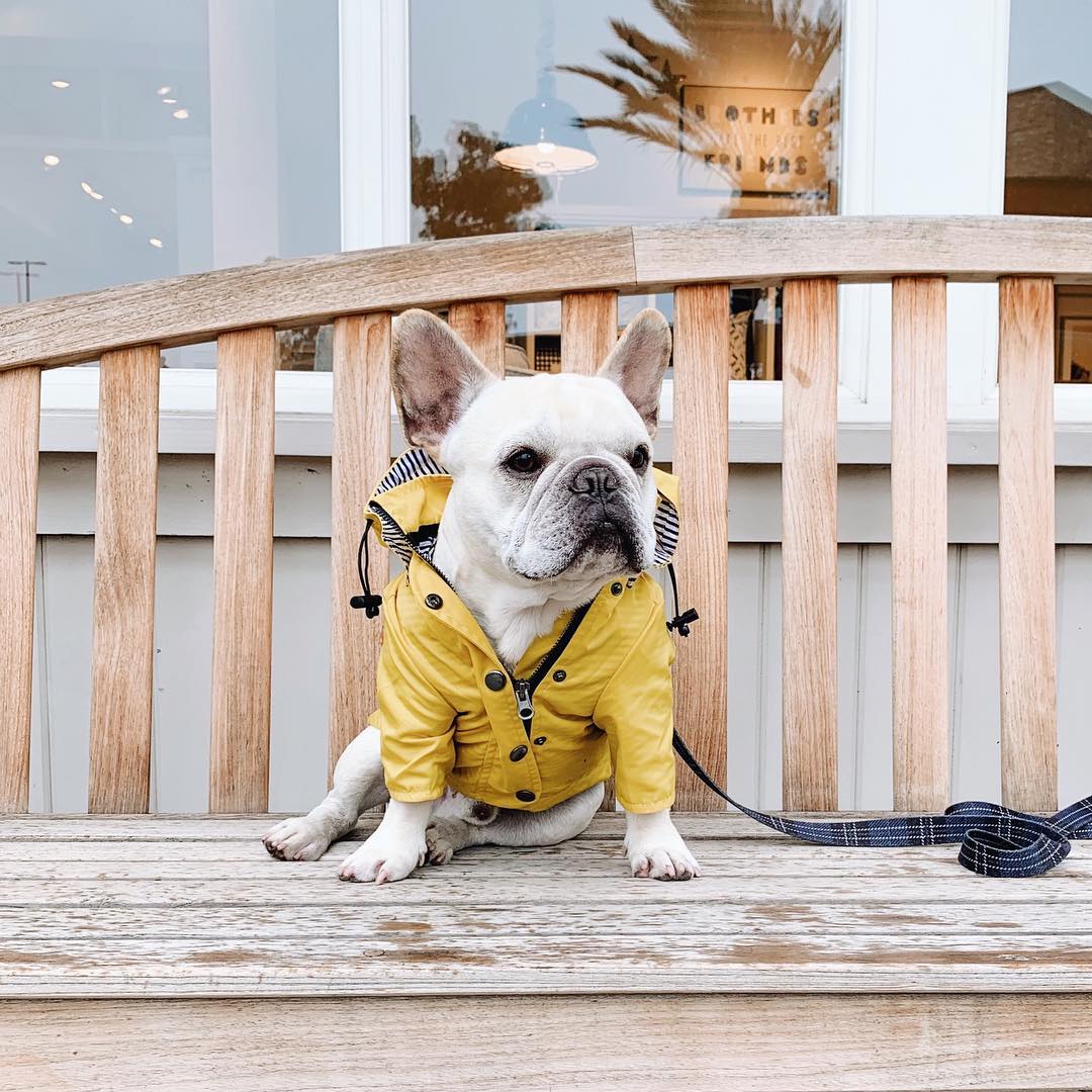 Dog Classic Raincoat