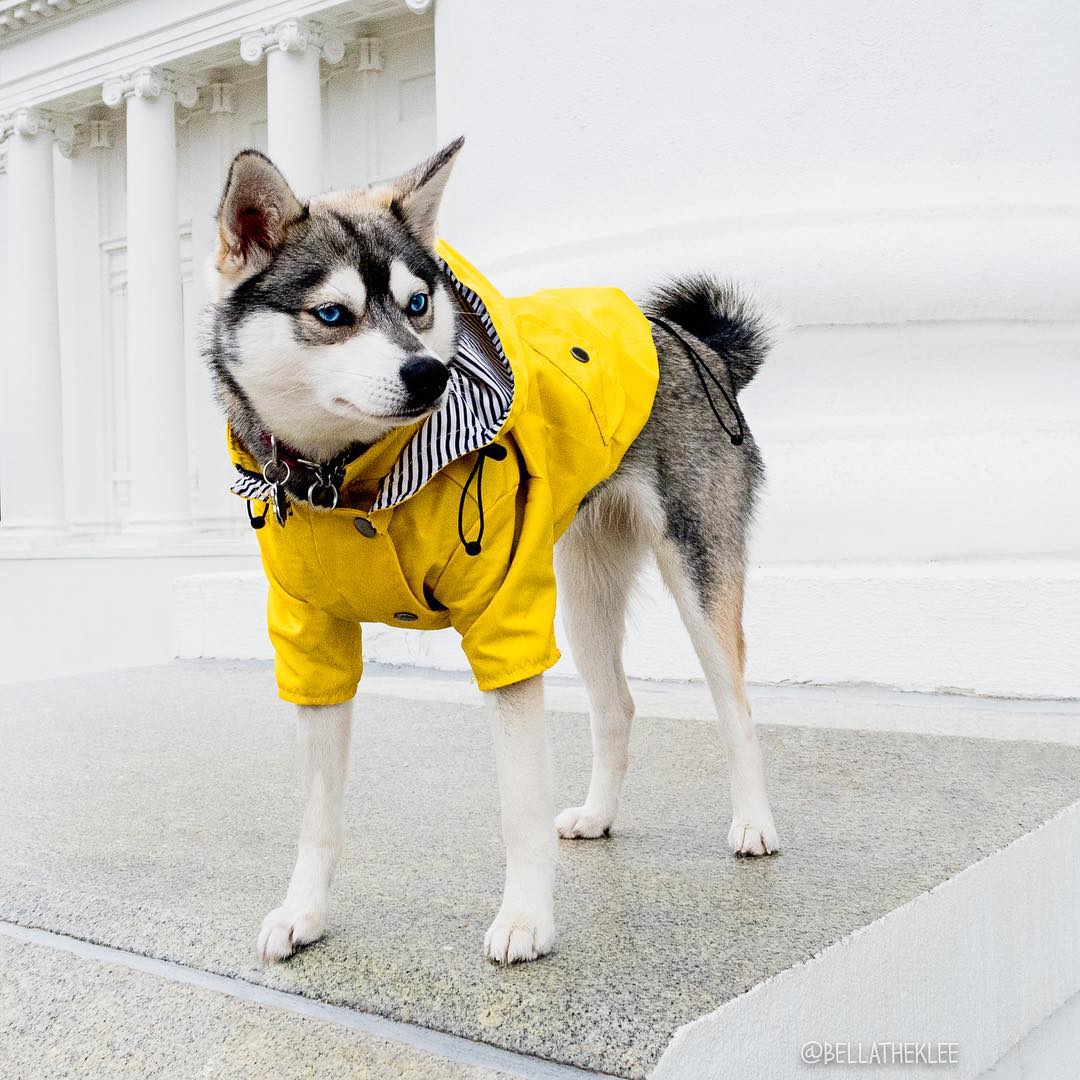 Dog Classic Raincoat