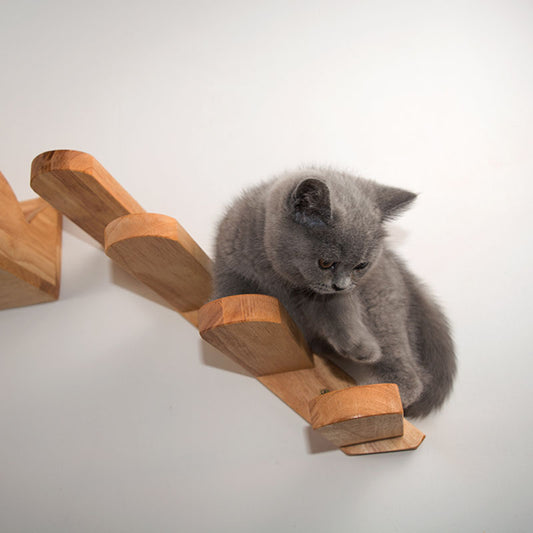 Cat Climbing Ladder